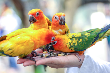 Feeding Sun conure parrots on hand.