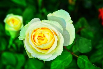 rose flower with black background for valentine day