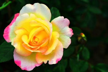 rose flower with black background for valentine day