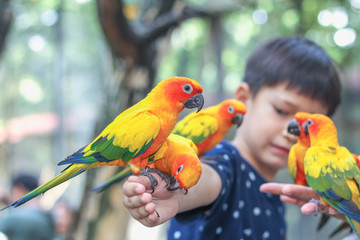 Sun conure parrots on hand.