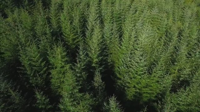 Drone aerial view flyover of forest in the Brecon Becons, Powys, Wales