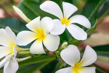 Fototapeta na wymiar Closeup white and yellow plumeria frangipani flowers.