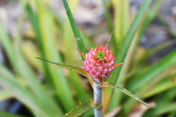 flower in garden