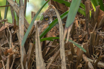 Baby owl big eyes lying in a nest that is camouflage at reserved swamp forest area Phatthalung .Southern Thailand