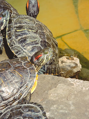 Red-eared Slider (Trachemys scripta elegans) Common slider Turtle wild animal. turtles ,Turtles on...