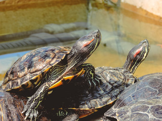 Red-eared Slider (Trachemys scripta elegans) Common slider Turtle wild animal. turtles ,Turtles on...