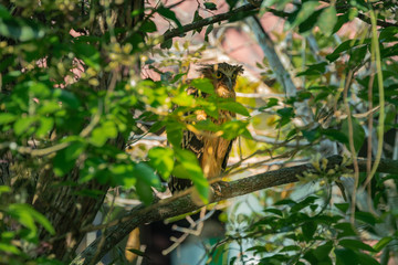 The mother of the owl watched the baby bird in the nest carefully at reserved swamp forest area Phatthalung .Southern Thailand