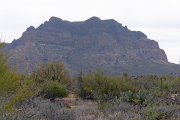 Mountain rising from the desert with cactus and trees in the foreground