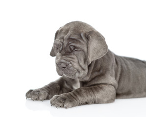 Neapolitana mastino puppy lying in side view. isolated on white background