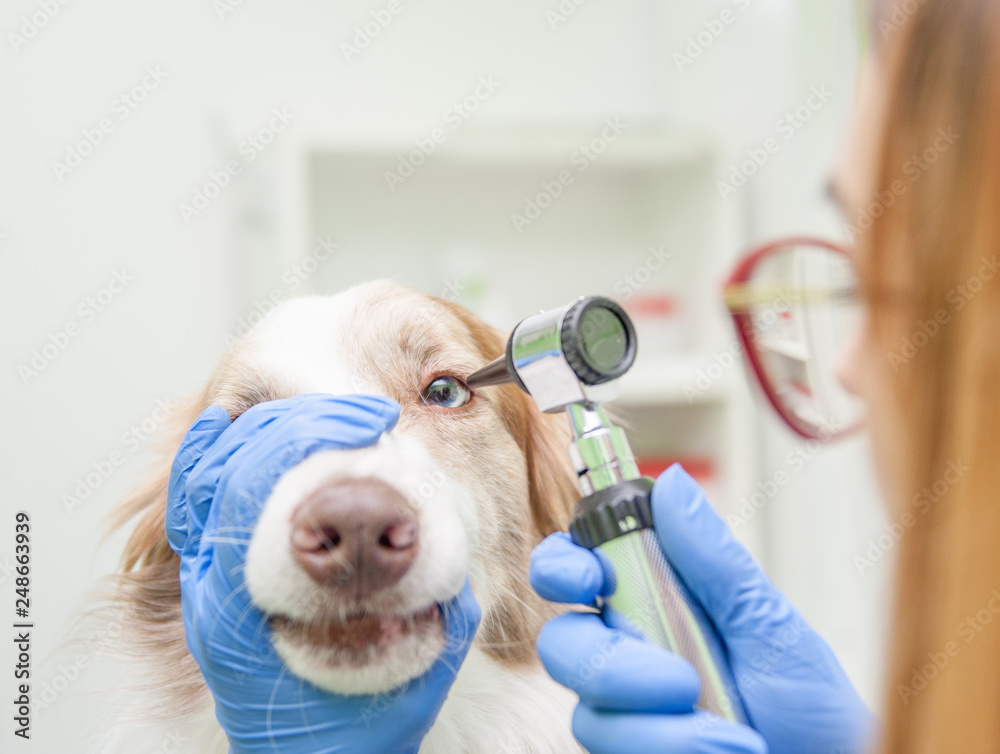 Sticker closeup veterinary doctor examining dog eye with an otoscope