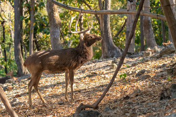 Male Eld's deer facing the sun and looking into distance