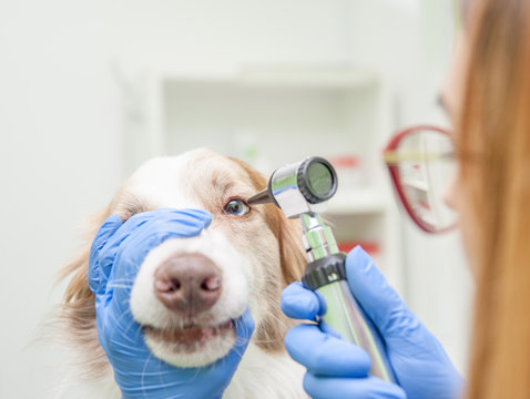 Closeup Veterinary Doctor Examining Dog Eye With An Otoscope