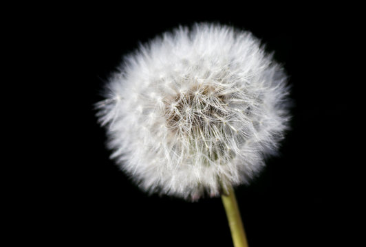 Dandelion seed cluster from the Quantock hills. Seconds later my daughter blew all the seeds off!