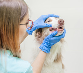 Close up vet examines a dog's teeth at clinic