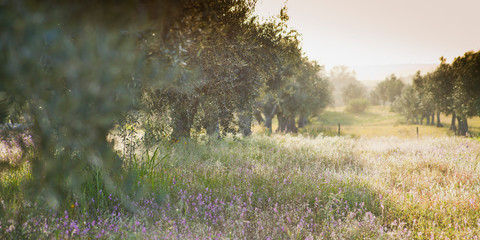 Olive trees groves - agriculture food production farm, orchard during spring -  blooming meadows.