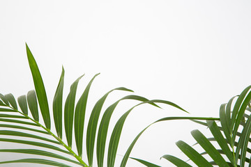 Feuille de plante Areca sur fond  blanc