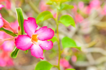 Naklejka na ściany i meble Adenium or desert rose,Impala Lily,Mock Azalea flower with background nature from the garden in spring day tropical design for wallpaper have copy space and text.