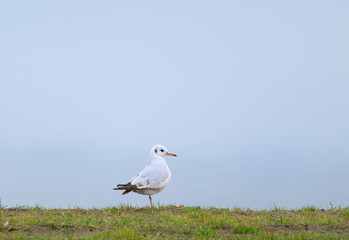River gull on the lake coast