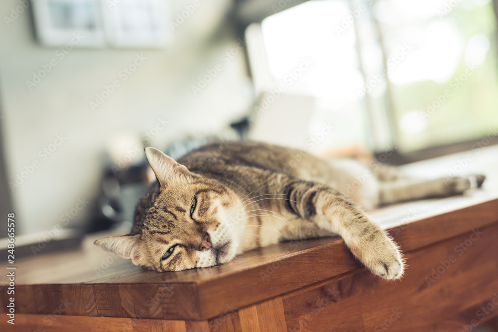 Sticker cat sleeping on table