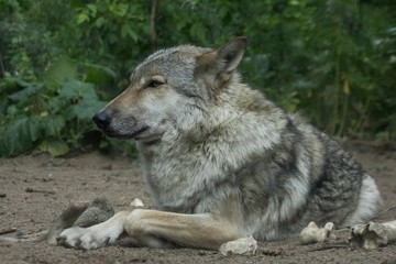 Gray wolf laying in the forest