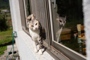 cat stand near the window