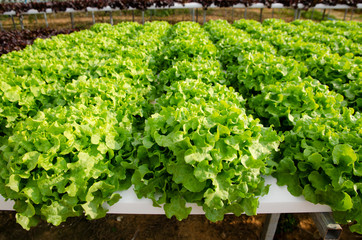 Organic vegetables farm