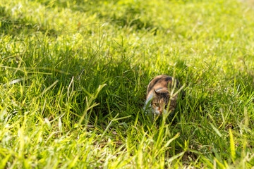 Obraz premium kitty on the grassland