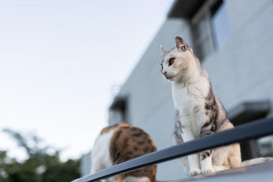 twp cat sit on a car