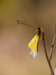 The owly sulphur (Libelloides coccajus) on a branch