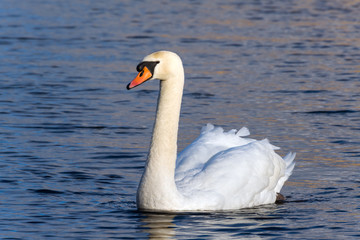 A male mute swan