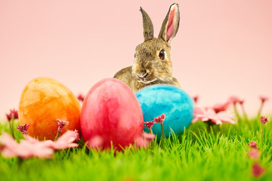 Osterhase und Ostereier zu Ostern auf Wiese