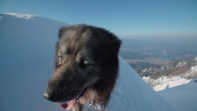 A fluffy dog walking on top of a snowy mountain