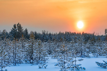 Orange yellow-red sun on zakte in the winter snowy frosty forest. Pine branch