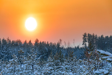 Orange yellow-red sun on zakte in the winter snowy frosty forest. Pine branch