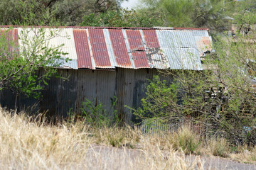 Old corrugated metal building in an overgrown yard