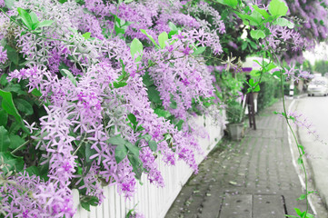 Petrea volubilis is blooming beautifully on the fence.