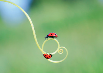 two red ladybugs crawling one after another on the green grass curved into a spiral in the summer...