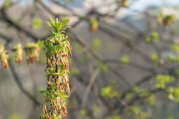 A tree with blossoming leaves.