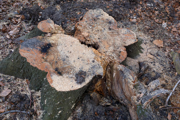Baumstumpf