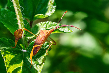 Leaf Footed Bug