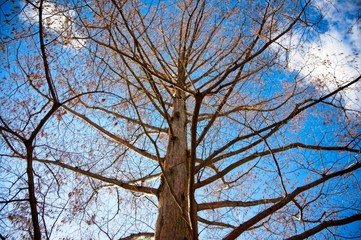 Bare tree in the winter
