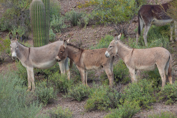 Wild Burros in the Arizona Desert