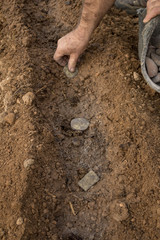 Hombre colocando las patatas cortadas en los caballones  para sembrarlas 