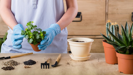 Spring home plant repotting. Indoor garden care. Woman holding houseplant for transplantation.