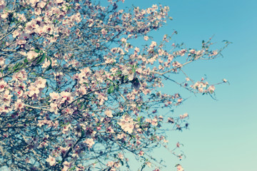 background of spring cherry blossoms tree. selective focus.