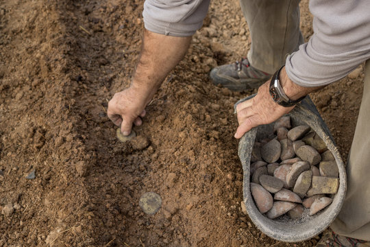 Hombre cogiendo las patatas cortadas del capazo para colocarlas en los caballones