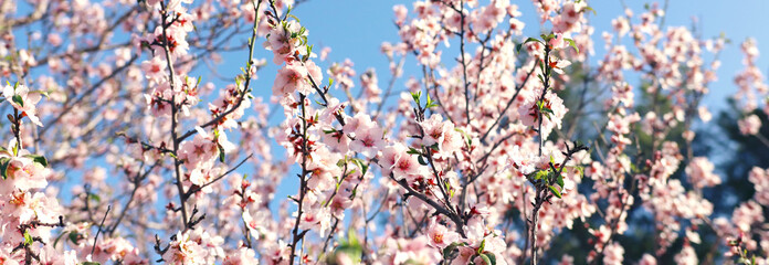 Fototapeta premium background of spring cherry blossoms tree. selective focus.