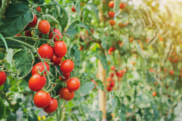 Fresh ripe red tomatoes plant growth in organic greenhouse garden ready to harvest