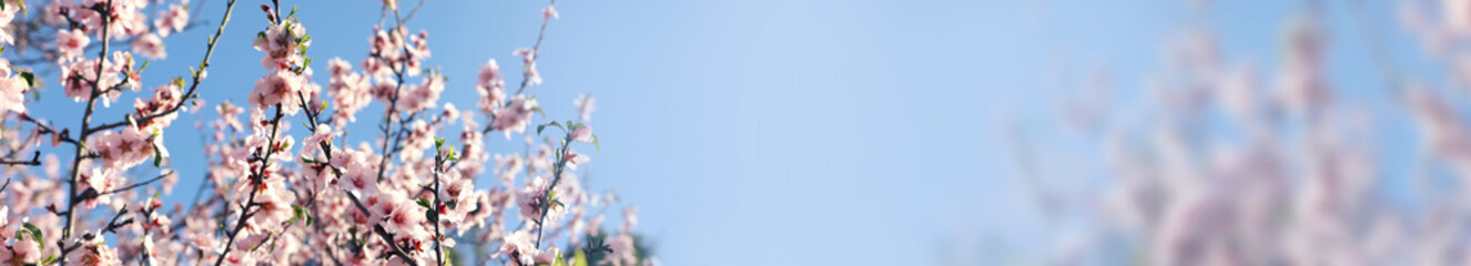 background of spring cherry blossoms tree. selective focus.