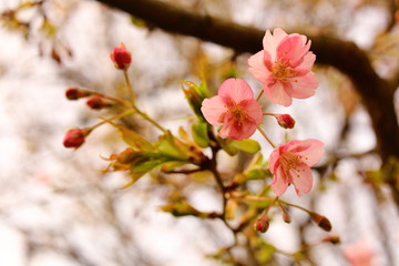 冬の桜　横